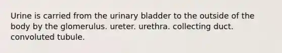 Urine is carried from the urinary bladder to the outside of the body by the glomerulus. ureter. urethra. collecting duct. convoluted tubule.