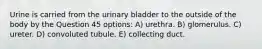 Urine is carried from the urinary bladder to the outside of the body by the Question 45 options: A) urethra. B) glomerulus. C) ureter. D) convoluted tubule. E) collecting duct.