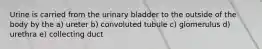 Urine is carried from the urinary bladder to the outside of the body by the a) ureter b) convoluted tubule c) glomerulus d) urethra e) collecting duct