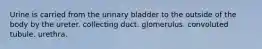 Urine is carried from the urinary bladder to the outside of the body by the ureter. collecting duct. glomerulus. convoluted tubule. urethra.