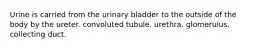 Urine is carried from the urinary bladder to the outside of the body by the ureter. convoluted tubule. urethra. glomerulus. collecting duct.