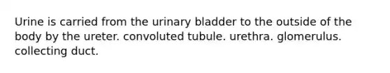 Urine is carried from the urinary bladder to the outside of the body by the ureter. convoluted tubule. urethra. glomerulus. collecting duct.