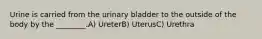 Urine is carried from the urinary bladder to the outside of the body by the ________.A) UreterB) UterusC) Urethra