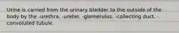 Urine is carried from the urinary bladder to the outside of the body by the -urethra. -ureter. -glomerulus. -collecting duct. -convoluted tubule.