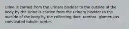 Urine is carried from the urinary bladder to the outside of the body by the Urine is carried from the urinary bladder to the outside of the body by the collecting duct. urethra. glomerulus. convoluted tubule. ureter.