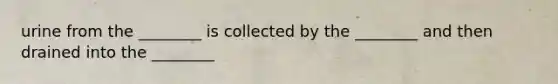 urine from the ________ is collected by the ________ and then drained into the ________