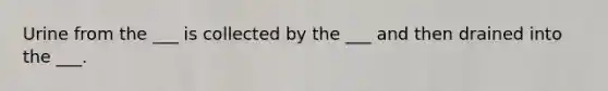 Urine from the ___ is collected by the ___ and then drained into the ___.