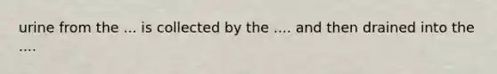 urine from the ... is collected by the .... and then drained into the ....