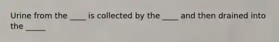 Urine from the ____ is collected by the ____ and then drained into the _____