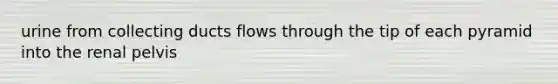 urine from collecting ducts flows through the tip of each pyramid into the renal pelvis