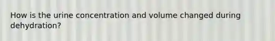 How is the urine concentration and volume changed during dehydration?