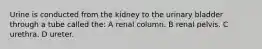 Urine is conducted from the kidney to the urinary bladder through a tube called the: A renal column. B renal pelvis. C urethra. D ureter.