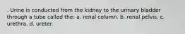 . Urine is conducted from the kidney to the urinary bladder through a tube called the: a. renal column. b. renal pelvis. c. urethra. d. ureter.