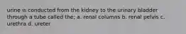 urine is conducted from the kidney to the urinary bladder through a tube called the; a. renal columns b. renal pelvis c. urethra d. ureter