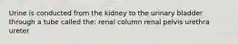 Urine is conducted from the kidney to the urinary bladder through a tube called the: renal column renal pelvis urethra ureter