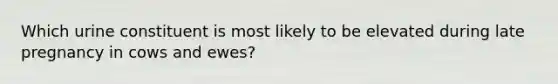 Which urine constituent is most likely to be elevated during late pregnancy in cows and ewes?