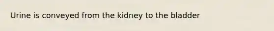 Urine is conveyed from the kidney to the bladder