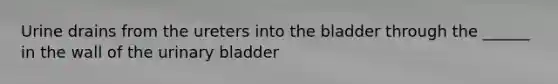 Urine drains from the ureters into the bladder through the ______ in the wall of the urinary bladder