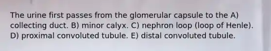 The urine first passes from the glomerular capsule to the A) collecting duct. B) minor calyx. C) nephron loop (loop of Henle). D) proximal convoluted tubule. E) distal convoluted tubule.