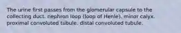 The urine first passes from the glomerular capsule to the collecting duct. nephron loop (loop of Henle). minor calyx. proximal convoluted tubule. distal convoluted tubule.