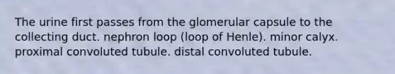 The urine first passes from the glomerular capsule to the collecting duct. nephron loop (loop of Henle). minor calyx. proximal convoluted tubule. distal convoluted tubule.