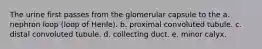 The urine first passes from the glomerular capsule to the a. nephron loop (loop of Henle). b. proximal convoluted tubule. c. distal convoluted tubule. d. collecting duct. e. minor calyx.