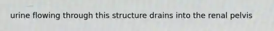 urine flowing through this structure drains into the renal pelvis