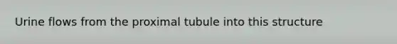 Urine flows from the proximal tubule into this structure