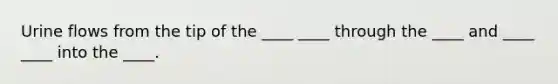 Urine flows from the tip of the ____ ____ through the ____ and ____ ____ into the ____.