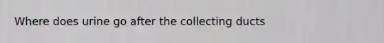 Where does urine go after the collecting ducts