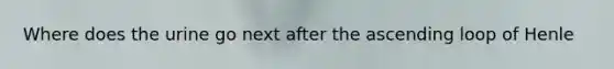 Where does the urine go next after the ascending loop of Henle