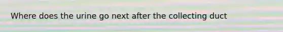 Where does the urine go next after the collecting duct