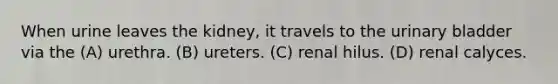 When urine leaves the kidney, it travels to the urinary bladder via the (A) urethra. (B) ureters. (C) renal hilus. (D) renal calyces.