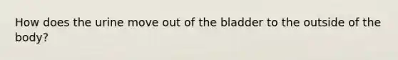 How does the urine move out of the bladder to the outside of the body?