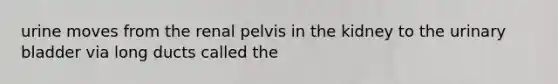 urine moves from the renal pelvis in the kidney to the urinary bladder via long ducts called the