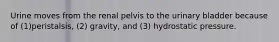 Urine moves from the renal pelvis to the urinary bladder because of (1)peristalsis, (2) gravity, and (3) hydrostatic pressure.