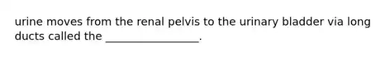 urine moves from the renal pelvis to the urinary bladder via long ducts called the _________________.