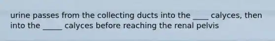 urine passes from the collecting ducts into the ____ calyces, then into the _____ calyces before reaching the renal pelvis