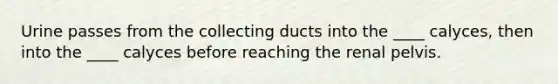 Urine passes from the collecting ducts into the ____ calyces, then into the ____ calyces before reaching the renal pelvis.