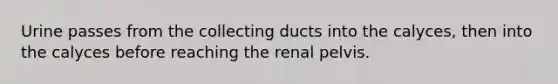 Urine passes from the collecting ducts into the calyces, then into the calyces before reaching the renal pelvis.