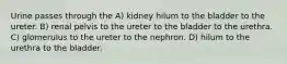 Urine passes through the A) kidney hilum to the bladder to the ureter. B) renal pelvis to the ureter to the bladder to the urethra. C) glomerulus to the ureter to the nephron. D) hilum to the urethra to the bladder.