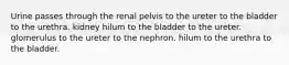 Urine passes through the renal pelvis to the ureter to the bladder to the urethra. kidney hilum to the bladder to the ureter. glomerulus to the ureter to the nephron. hilum to the urethra to the bladder.