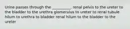 Urine passes through the __________. renal pelvis to the ureter to the bladder to the urethra glomerulus to ureter to renal tubule hilum to urethra to bladder renal hilum to the bladder to the ureter