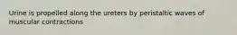 Urine is propelled along the ureters by peristaltic waves of muscular contractions