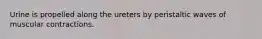 Urine is propelled along the ureters by peristaltic waves of muscular contractions.