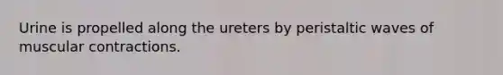 Urine is propelled along the ureters by peristaltic waves of muscular contractions.