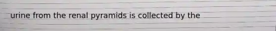 urine from the renal pyramids is collected by the