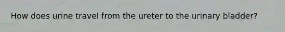 How does urine travel from the ureter to the <a href='https://www.questionai.com/knowledge/kb9SdfFdD9-urinary-bladder' class='anchor-knowledge'>urinary bladder</a>?