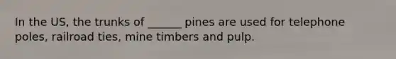 In the US, the trunks of ______ pines are used for telephone poles, railroad ties, mine timbers and pulp.