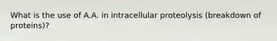 What is the use of A.A. in intracellular proteolysis (breakdown of proteins)?